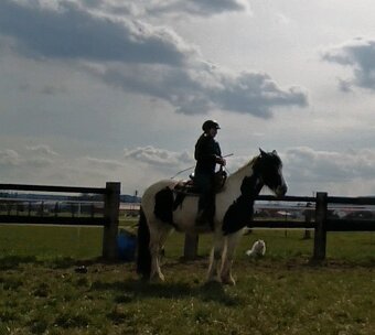 8letá kobyla barokní pinto - 7