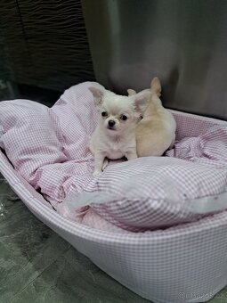 Čivava mini fenečka - 7