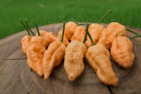 Chilli semena - Semínka chilli papričky • CERTIFIKOVANÁ • - 7