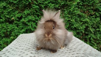 Zakrslýnkrálíček, králík -(lvíček)-NATANIEL - 7