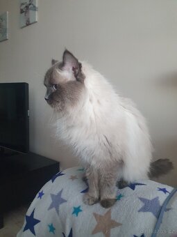 Ragdoll krytí - 7