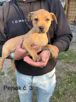 Americký pitbullterier - 7