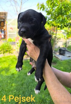 Štěňátka stafordšírskýho teriéra (amstaff) - 7