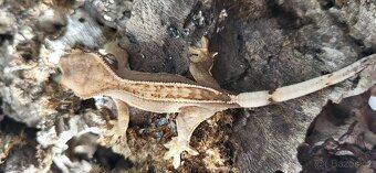 Pagekon řasnatý mláďata Correlophus ciliatus - 7