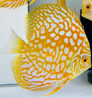 Prodej terčovců, L-sumců, skalár, rejnoků a jiných ryb - 7