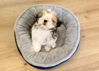 nejmilejší Shih-Tzu štěňátka - 7