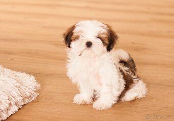 nejmilejší Shih-Tzu štěňátka - 7