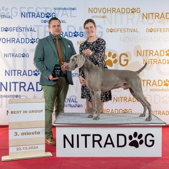 Výmarský ohař krátkosrstý - štěňátka s PP - 7