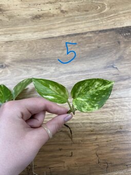 Epipremnum aureum - zakořeněné řízky - 7