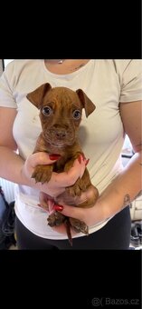 Štěňata Staford - 7