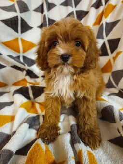 Cavapoo s pp/ registrací - 7