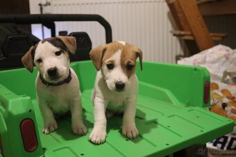 Jack Russell teriér - 7