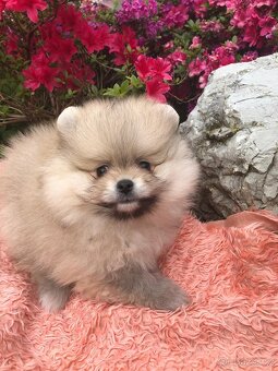 Pomeranian s p.p - 7