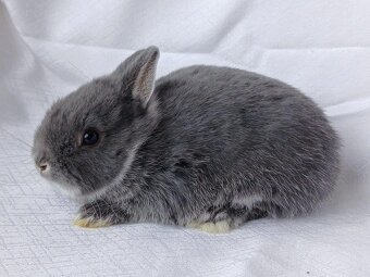 Zakrslí beránci a bílopesíkatí králíčci s rodokmenem - 7