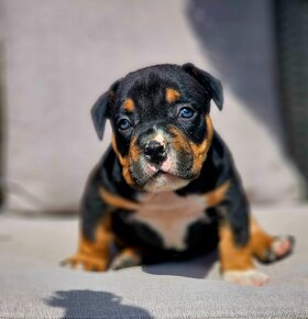 American bully s PP Abkc - 7