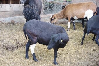 kamerunská ovečka s dcerou - 7
