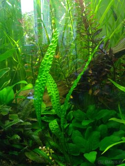 akvarijní rostliny - 7