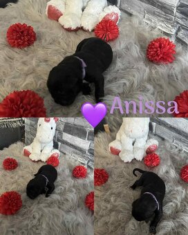 Cane corso - 7