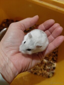 Krecek dzungarsky - 7