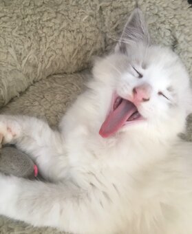 RAGDOLL KOŤÁTKA BEZ PP - 7
