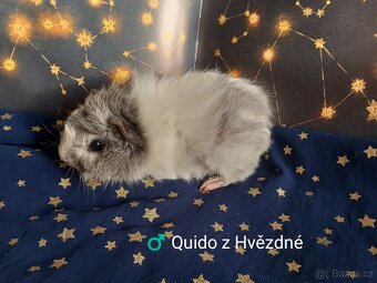 Morčátka CHS Z Hvězdné Liberec - 7