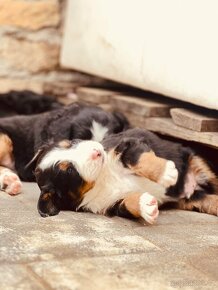 Bernský salašnický pes bez PP - 7