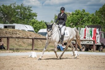 Starokladrubský valach na prodej - 7