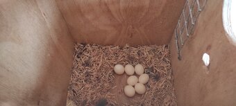 Austrália odcervenie S76 - 7