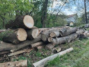 Topol (měkké dřevo) -  velké zajímavé kusy - 7