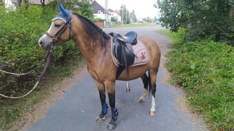 Welsh Moutain Pony kobylka s atraktivním zbarvením - 7