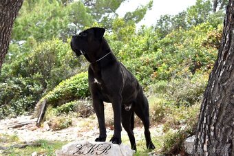Cane corso černý krycí pes - 7