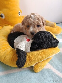 bischpoo ,,, toy pudl - 7