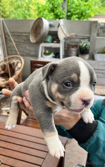 Štěně American Bully - 7