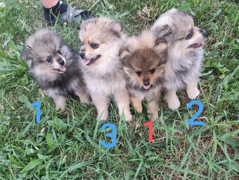 Štěňátka špic pomeranian - 7