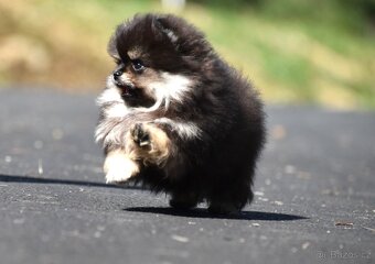 Pomeranian - 7