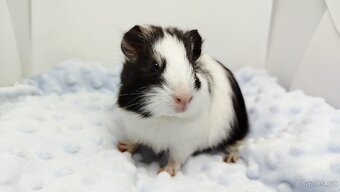 Morče, Morčata, Morčátko, Morčátka - BETTY - 7