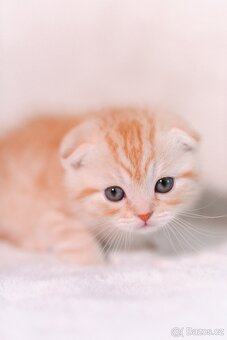 Scottish Fold a Scottish Straight - 7
