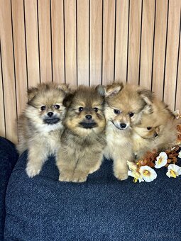 Štěňátka pomeranian bez PP - 7