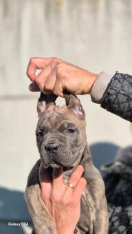 Cane corso s PP - 7