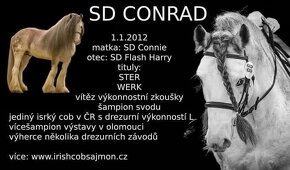 Drum horse hřebec, matka Shire horse, otec irský cob - 7