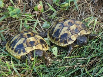Malé suchozemské želvy - 7