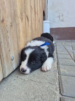 Border kolie s PP - 7