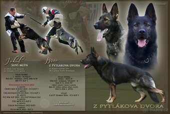 Německý ovčák s PP - 7