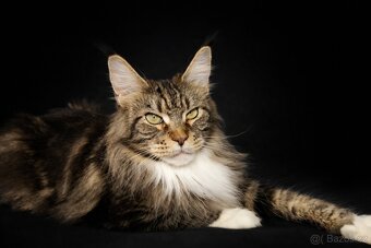 Mainská mývalí- kočička s PP - 7