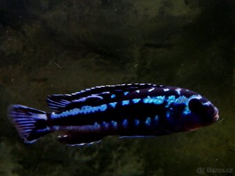 Tlamovci Malawi 49 - 7