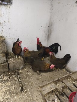 Nasadová vajíčka - 7