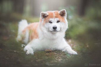Akita inu s PP - 7