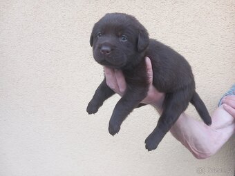 Labradorský retriever s PP - 7