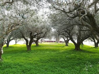 Sicílie, RD 2+1, 90 m2, poz. 1.000 m2, Montalbano Elicona - 7