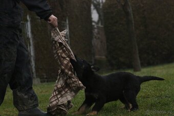 Německý ovčák s PP - štěňata k odběru - 7